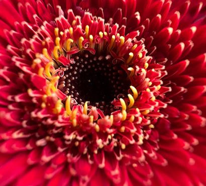 iPhone 13 Pro ve iPhone 13 Pro Max ile makro fotoğraf çekimi [Nasıl yapılır?]